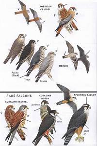 Types Of Falcons Found In Saskatchewan Peregrine Falcon American