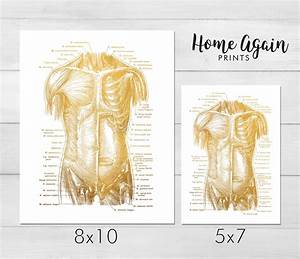 Human Body Anatomy Physical Therapy Foil Print Set Of 2 Etsy