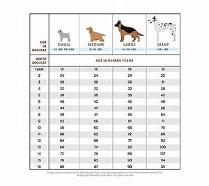 How To Calculate Your Dog 39 S Age In Human Years Daily Paws
