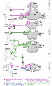 Ancient Origin Of Somatic And Visceral Neurons Bmc Biology Full Text