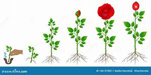 Cycle Of Red Rose Plant Growth Isolated On White Background Stock