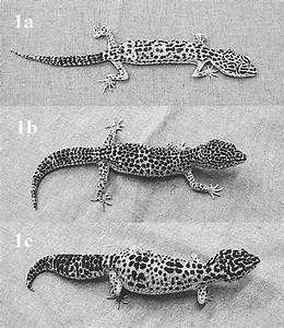 Leopard Geckos With Different Body Condition Scores Bcs A An