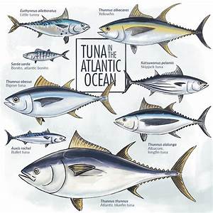 what kinds of tunas are there in the atlantic ocean planet tuna