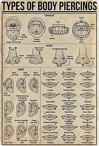 A Guide To The Different Types Of Body Piercings Daily Infographic