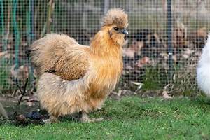 Complete Silkie Chicken Guide Eggs Colors And More Chickens And More