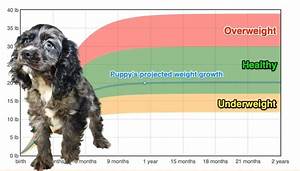 English Cocker Spaniel Weight Growth Chart 2024 How Heavy Will My