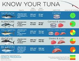 Infographic Know Your Tuna Lindsay Lafreniere