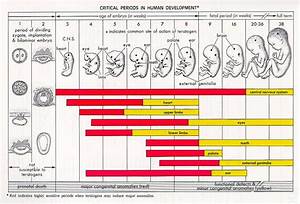 Pregnancy Calculator And Prediction Prenatal And Fetal Development