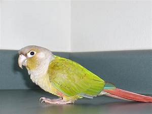 Green Cheek Conure Facts Diet Mutation Lifespan Care As Pets Video