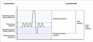 Lung Volumes And Capacities Respiratory Physiology Physiology 5th Ed