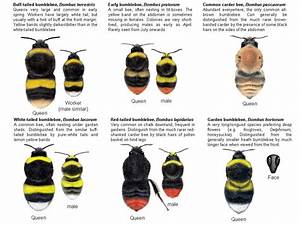 Types Of Bees Bumble Bee Nest Bee Identification Types Of Bees
