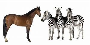 Zebras Vs Horses 7 Differences Comparison Equine Desire