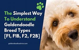 The Simplest Way To Understand Goldendoodle Breed Types F1 F1b F2 F2b