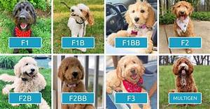 Goldendoodle Generations Explained F1 F1b F1bb F2 F2b F2bb F3