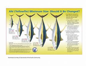 39 Ahi Yellowfin Tuna Minimum Size Banner By Western Pacific Regional