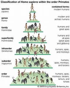  Sapiens Classification Within Primates Students Britannica