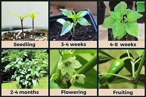 Jalapeño Plant Stages W Pictures Seedling To Harvest Pepper Geek