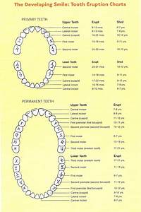 Ortho Tooth Number Chart