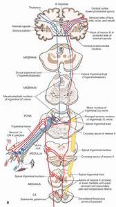 B Organization And Distribution Of The Central Trigeminal Pathways