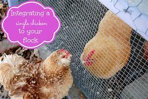 Integrating A Single Chicken To Your Flock Can Be A Stressful Time But