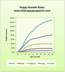 Toy Poodle Growth Chart Height Wow Blog