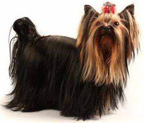 Yorkie Tails Docking Guidelines Methods Pros And Cons