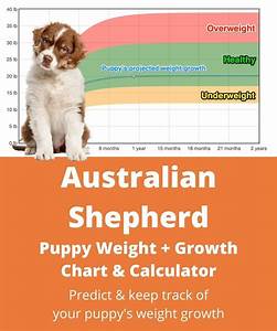 Australian Shepherd Weight Growth Chart 2024 How Heavy Will My