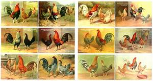 Old English Game Fowl Game Fowl English Games Rooster Breeds