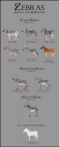 Types Of Zebra Google Search Zebra Species Zebras Animals Beautiful