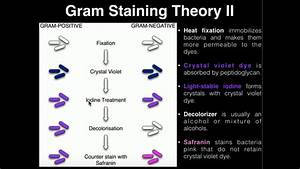 Gram Staining Procedure Microbiology Microbiology Lab Vrogue Co