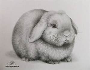 All Sizes Holland Lop Flickr Photo Sharing