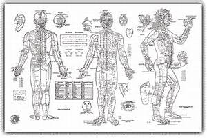 large pressure point chart 36 x 48 medium chart 52 95 zen cart