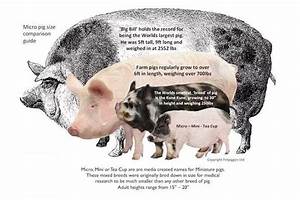 Misconceptions About Minipigs Hog Haven Farm