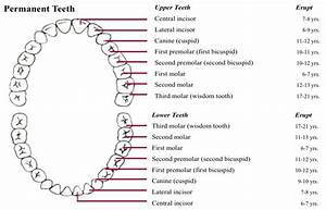 Permanent Teeth Eruption And Development The Ortho Guide