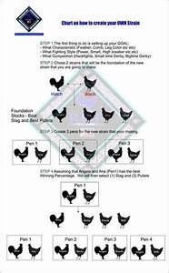 22 Best Chicken Breeds Chart Images Chicken Breeds Chickens Backyard