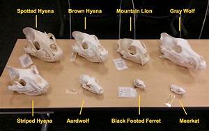 Rodent Skull Identification Chart