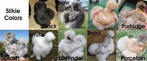 Silkie Colours Silkie Chickens Colors Silkie Chickens Chicken Coloring