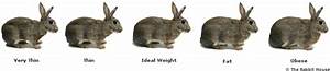 Is My Bunny Underweight Binkybunny Com House Rabbit Information