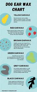 Dog Ear Wax Color Chart 6 Colors Causes Solutions Pawleaks 2022