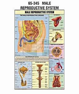 Ms Chart Reproductive System Synthetic 65345 Berovan