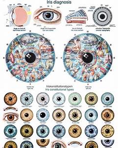 What Is Eye Body Chart Iriscope Iridology Camera Iriscope Camera