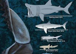 What Is The Biggest Shark A Chart Shows The Diversity Of Shark Sizes