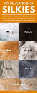 Silkie Chicken Color Chart