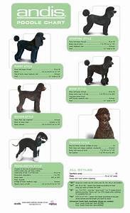 Standard Poodle Size Chart