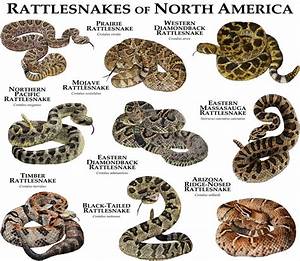 Rattlesnakes Of North America By Rogerdhall On Deviantart