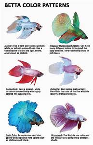 Top 35 Beautiful Types Of Betta Fish With Amazing Pictures Betta
