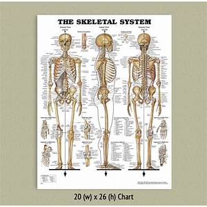 Back Talk Systems Colorado Skeletal System Anatomical Chart Report