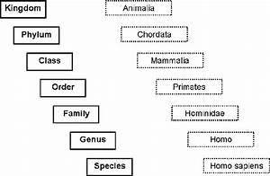  Sapiens Taxonomic Classification Sapiens Scientific Term