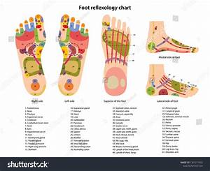 Reflex Zones On Feet Description Internal Stock Vector Royalty Free