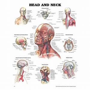 Head Neck Anatomical Chart